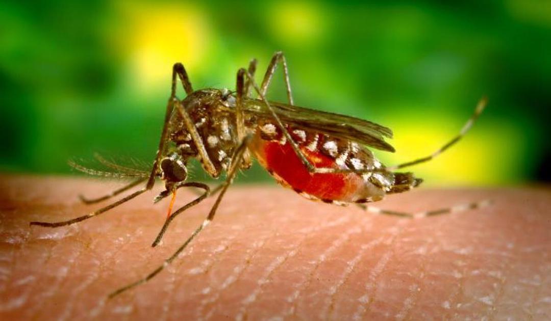 Mbu wa Malaria Waanza Kung’ata Mchana