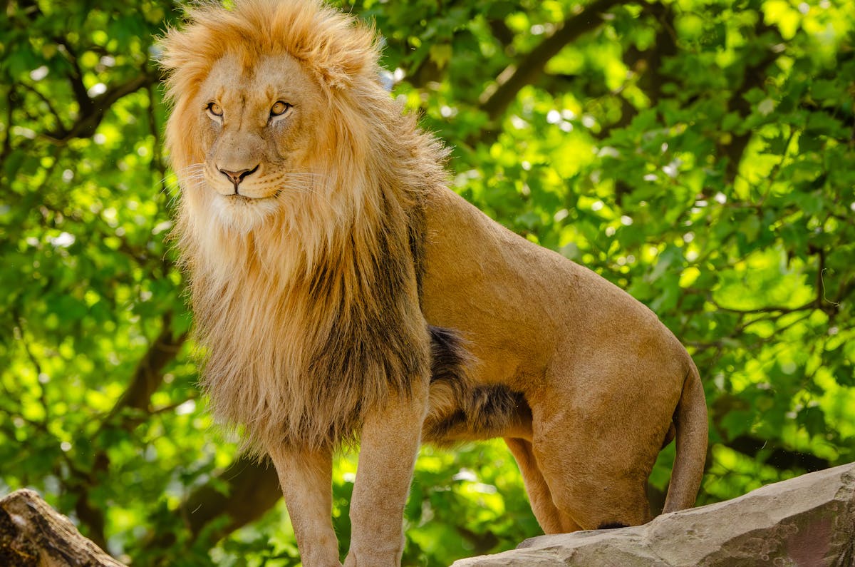 Simba Azua Taharuki Aingia Mtaani