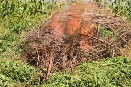 Heka 3 za Bangi Zateketezwa Ndani ya Hifadhi