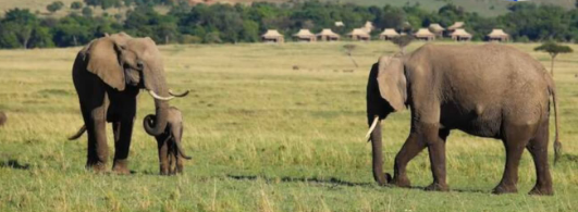 Tanzania Yajivunia Uwingi wa Tembo